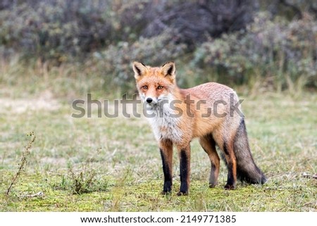 Red Fox Standing in A National Park Background
