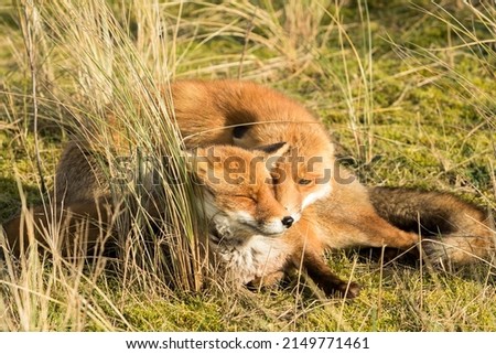 Two Red Foxes Cuddling Together on the Grass in A National Park 