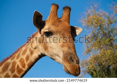 Wild african animal. Close up of large common  Namibian giraffe on the summer blue sky. 