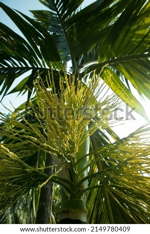 Areca palm seedsflower also known as arecanut in a winter morning and dew drops seems like white pearls