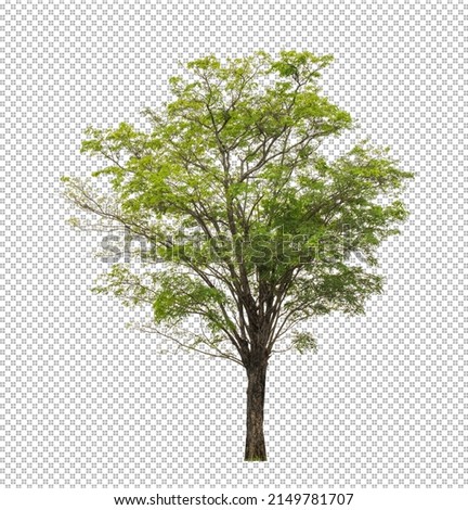 Tree on transparent picture background with clipping path, single tree with clipping path and alpha channel Royalty-Free Stock Photo #2149781707