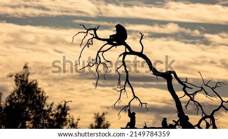 Chacma baboon silhouette in a tree