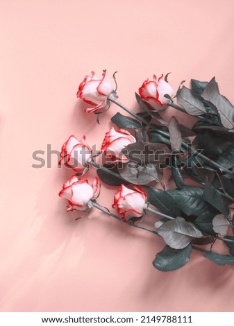 Bunch of white rose flowers with pink vibrant petals on soft pink background. Layout of white pink flower. Valentines day or 8 march romantic card, copy space. Pink aesthetic. Roses flat lay, vertical Royalty-Free Stock Photo #2149788111
