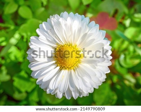white bellis perennis with a yellow core close-up on a green flower bed on a beautiful sunny spring day. background for designers, artists, computer desktop