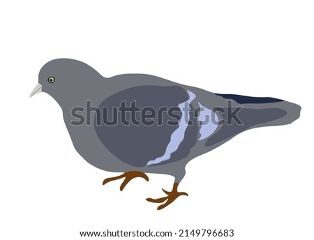One vector pigeon isolated on white background. Handdrawn outline dove illustration