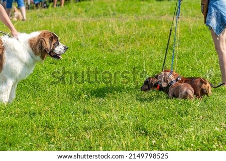 Large dog breed Russian watchdog on a leash aggressively looks at small dogs of the dachshund breed Royalty-Free Stock Photo #2149798525
