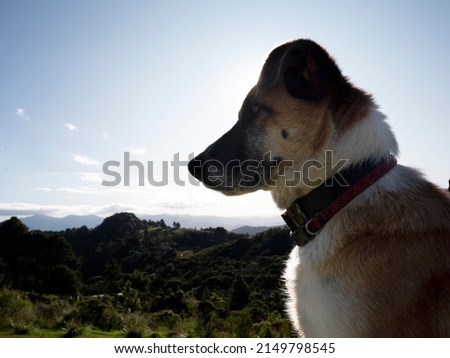 A silhouette view of a dog on the top of a mountain looking out at sunset against a clear sky