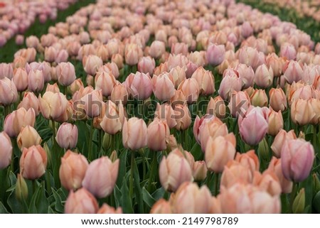 Macro close up of soft salmon pink, peach, coral tulips, Netherlands, North Holland, flower bed, Salmon van Eijk sort Royalty-Free Stock Photo #2149798789