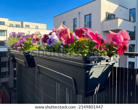 Beautiful urban garden with colourful blooming pink purple Viola Cornuta and Viola Tricolor pansies flowers in decorative flower pots hanging on balcony terrace fence