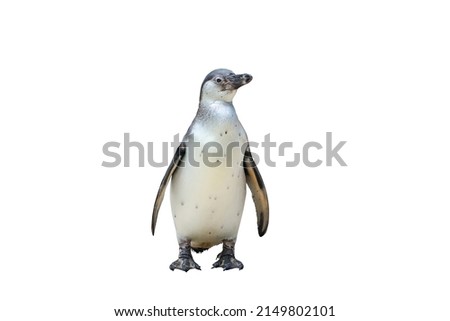 Panguin isolated on white background.