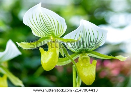 Beautiful Venus slipper orchid in sunny April