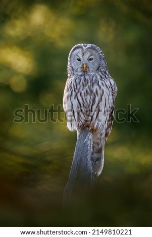 Owl in the spruce tree forest habitat, Slovakia. Ural Owl, Strix uralensis, sitting on tree branch, in green leaves oak forest, Wildlife scene from nature. Habitat with wild bird.  Royalty-Free Stock Photo #2149810221