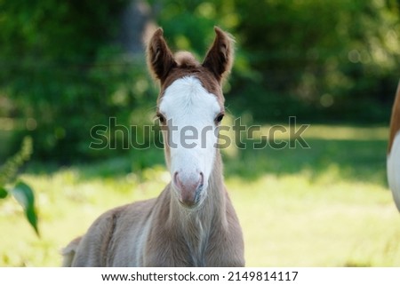 Portrait of paint horse colt foal with bald face and green field background. Royalty-Free Stock Photo #2149814117