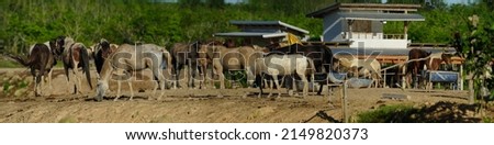 ็Horsepower standing in farming outdoor farm horse                                Royalty-Free Stock Photo #2149820373