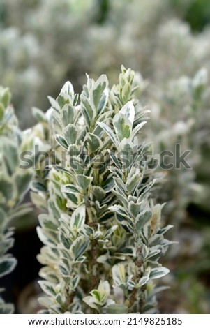 Japanes spindle White Spire leaves - Latin name - Euonymus japonicus White Spire Royalty-Free Stock Photo #2149825185