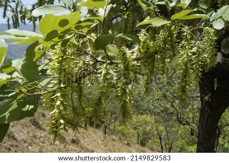 the green seed plant with nature background