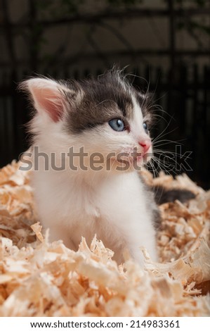 Baby cat  looking sad between wooden scrap