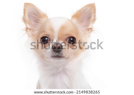 Pet, mini dog. Isolated photo of a Chihuahua dog on a white background.