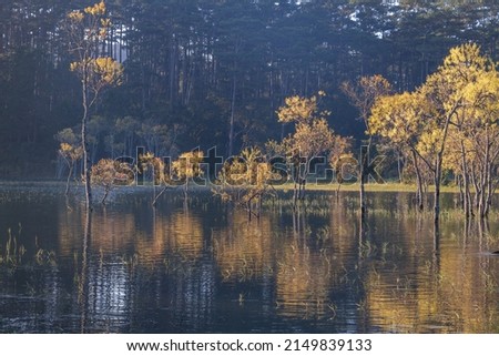 the beautiful flooded forest in the swamp in spring with colorful and brilliant