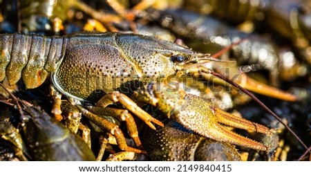 Large lobster. One large river crayfish. Huge Lobster. Crayfishs live, river food. Living crayfish in water. Caught crayfishs. Cancers on the background of crayfish. Royalty-Free Stock Photo #2149840415
