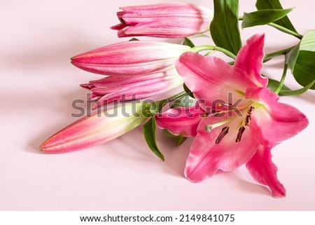 Pink lily flowers on pink background for design on the theme of wedding or holiday invitation