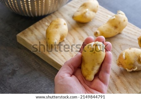 Hand holds sprouted potatoes. seed potatoes with sprouts in the background. Preparing root crops for planting. Agriculture and farming. Close-up. Royalty-Free Stock Photo #2149844791