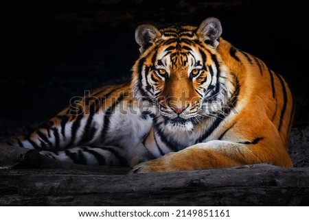 Closeup of Siberian tiger ( Amur tiger ) Royalty-Free Stock Photo #2149851161