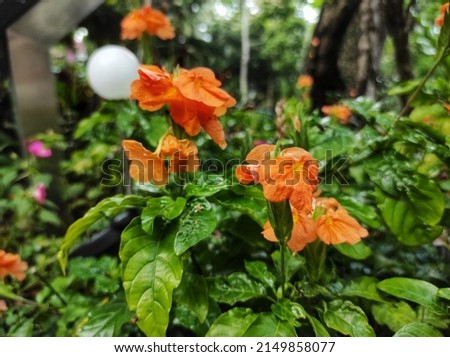 Crossandra infundibuliformis is a species of ornamental plant with bright yellow flowers on funnel-shaped flowers and thrives around a green crown.