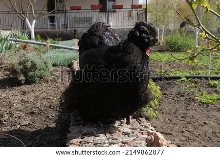 A big black chicken . Beautiful feathers shimmering in the sun