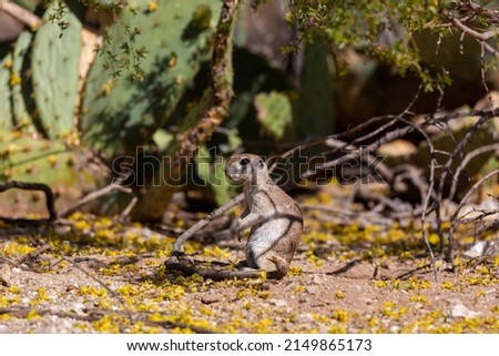 An adult female, pregnant round tailed ground squirrel, Xerospermophilus tereticaudus, in the Sonoran Desert at Spring time with yellow palo verde tree blossoms on the ground. Tucson, Arizona, USA.