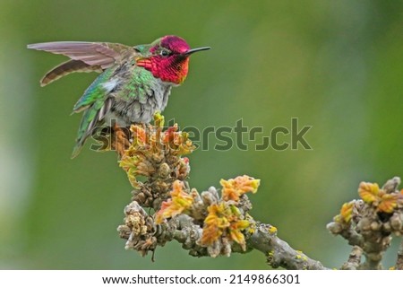Anna's hummingbird perching on branch