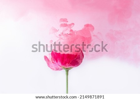 Beautiful pink poppy flowers in pink colored clouds. concept of spring