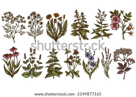 Tea herbs hand drawn vector illustrations collection. Colored chamomile, mint, chicory, etc.
