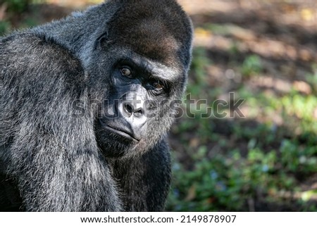 Male silverback gorilla. Gorillas are herbivorous, predominantly ground-dwelling great apes that inhabit the tropical forests of equatorial Africa.  Royalty-Free Stock Photo #2149878907
