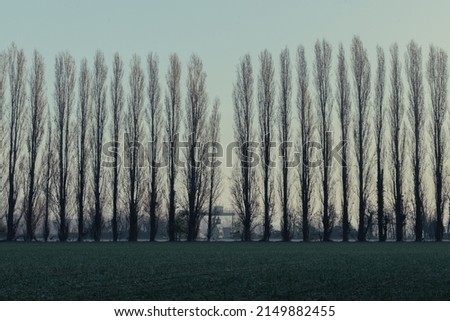 Line of trees in the Po Valley. Italy