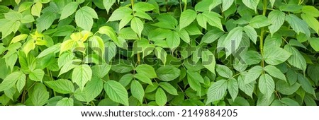 Natural abstract modern green background. A hedge made of a plant. Banner.