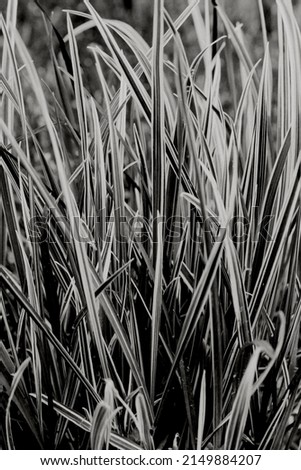 Black and white bright grass in the sunlight