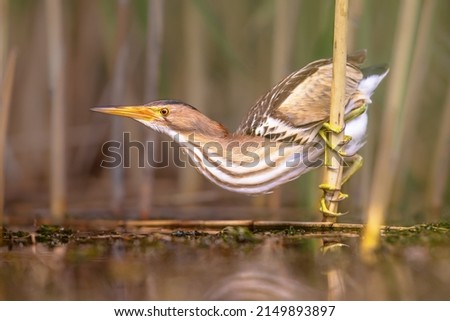 Little bittern (Ixobrychus minutus) perched in reed above the water of a lake while fishing. Bulgaria. Wildlife scene of Nature in Europe. Royalty-Free Stock Photo #2149893897