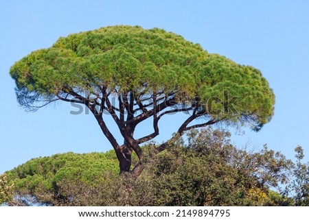 Pinus Pinea . Sculptural shape of this tree has a distinctive spherical crown with a flattened top, known as an umbrella pine Royalty-Free Stock Photo #2149894795