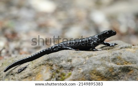 Black alpine salamander in the Austrian alps