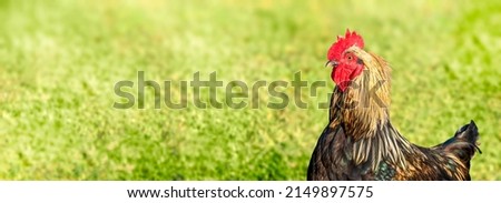 Banner with rooster on the right side. On blurred nature green grass background. Copy space.