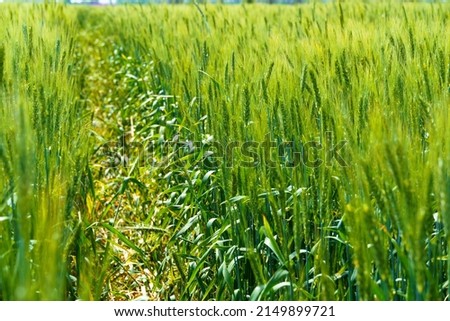 a path in agricultural field with young green wheat sprouts, bright spring landscape on a sunny day, blue sky as background