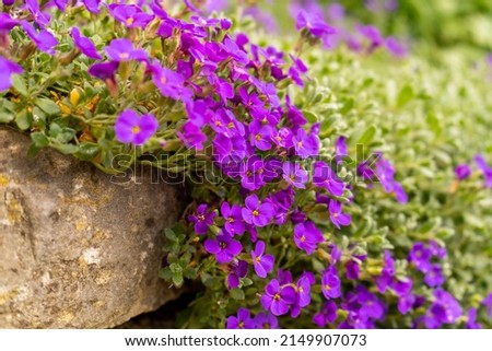 Closeup on vibrant coloured flowers in purple, Aubrieta Cascade Blue, flowering plants called Rock Cress growing in the garden in spring, ground cover cascading plant. Royalty-Free Stock Photo #2149907073