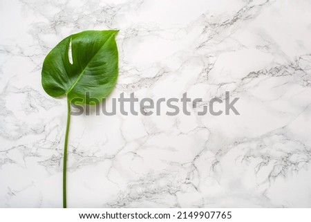 monstera leaf tropical plant on gray marble background