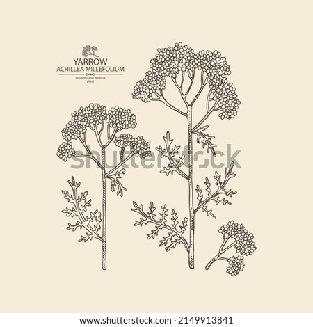 Background with yarrow: yarrow leaves and yarrow flowers. Achillea millefolium. Cosmetics and medical plant. Vector hand drawn illustration.