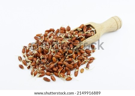 Sprouted red wheat grains in wooden scoop, white background. Healthy eating concept Royalty-Free Stock Photo #2149916889