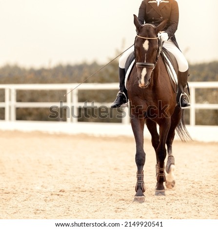 Classic Dressage horse. Portrait red horse in training. Equestrian sport. Front view. Sports stallion in the bridle. The leg of the rider in the stirrup. Equestrian competition show. Riding on a horse Royalty-Free Stock Photo #2149920541
