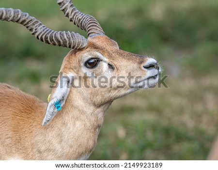 Male antelope, with herd of antelope. Antelope refer to a herbivore species of even-toed ruminant that are indigenous to various regions in Africa and Eurasia. Royalty-Free Stock Photo #2149923189