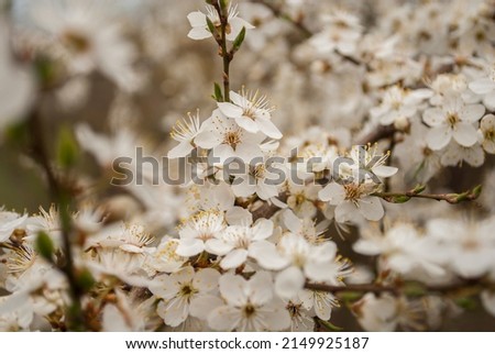 Closeup macro wallpaper of white blooming cherry plum blossom flowers. Cherry plum blossoms. Beautiful floral background of spring nature. Soft selective focus