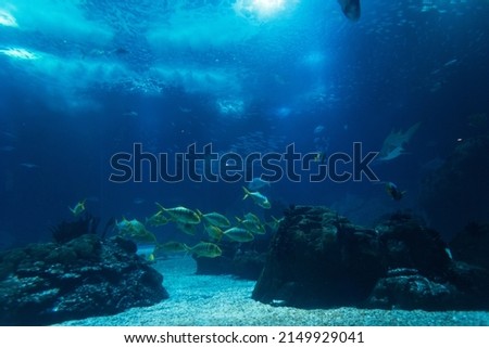Marine wild life with fish, sharks and stingrays underwater swimming in the sea. Oceanarium in Lisbon Royalty-Free Stock Photo #2149929041